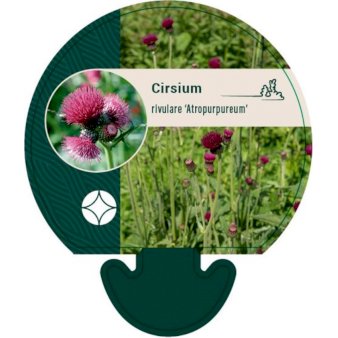 Se Purpurtidsel 'Atropurpureum' ❤ Stort online udvalg i Plantetorvet ❤ Hurtig levering: 1 - 2 Hverdage samt billig fragt - Varenummer: PTT-92167 og barcode / Ean: på lager - Udsalg på Stauder > Tidsel Spar op til 52% - Over 412 kendte brands på udsalg