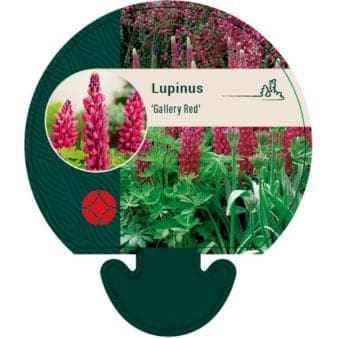 Se Staudelupin ❤ Stort online udvalg i Plantetorvet ❤ Hurtig levering: 1 - 2 Hverdage samt billig fragt - Varenummer: PTT-92448 og barcode / Ean: på lager - Udsalg på Stauder > Lupin Spar op til 59% - Over 785 kendte brands på udsalg