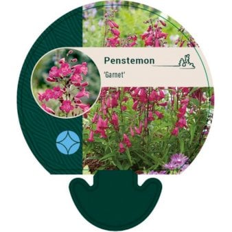 Se Rørblomst ❤ Stort online udvalg i Plantetorvet ❤ Hurtig levering: 1 - 2 Hverdage samt billig fragt - Varenummer: PTT-92510 og barcode / Ean: på lager - Udsalg på Stauder > Rørblomst Spar op til 65% - Over 412 kendte brands på udsalg