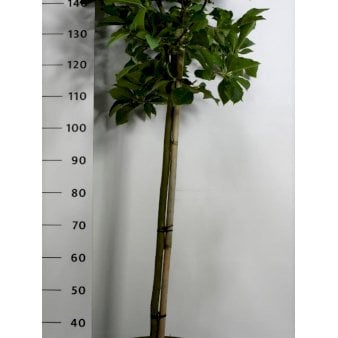 Magnolia &
