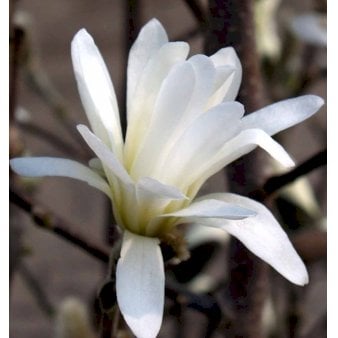 Magnolia &