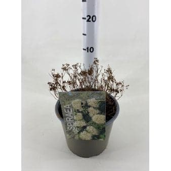Se Spiraea Japonica 'Albiflora' ❤ Stort online udvalg i Plantetorvet ❤ Hurtig levering: 1 - 2 Hverdage samt billig fragt - Varenummer: PTT-79846 og barcode / Ean: på lager - Udsalg på Prydbuske > Spiræa Spar op til 53% - Over 350 kendte brands på udsalg
