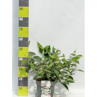 Viburnum Plicatum &