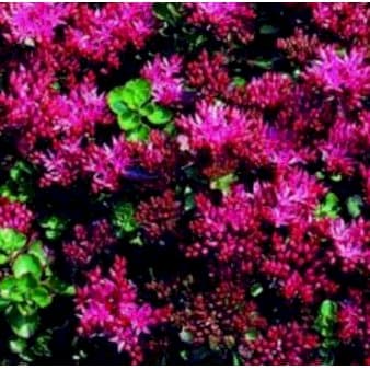 Se Rød Stenurt 'Summer Glory' ❤ Stort online udvalg i Plantetorvet ❤ Hurtig levering: 1 - 2 Hverdage samt billig fragt - Varenummer: PTT-60079 og barcode / Ean: på lager - Udsalg på Stauder > Stenurt Spar op til 62% - Over 412 kendte brands på udsalg