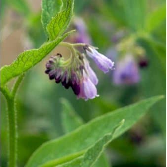 Se Kulsukker 'Hidcote Blue' ❤ Stort online udvalg i Plantetorvet ❤ Hurtig levering: 1 - 2 Hverdage samt billig fragt - Varenummer: PTT-60102 og barcode / Ean: på lager - Udsalg på Stauder > Kulsukker Spar op til 52% - Over 412 kendte brands på udsalg