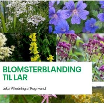 Se Blomsterblanding til LAR 250 gram pose ❤ Stort online udvalg i Grouw ❤ Hurtig levering: 1 - 2 Hverdage samt billig fragt - Varenummer: PTT-79771 og barcode / Ean: på lager - Udsalg på Vildfrø > Frø til eng og natur Spar op til 63% - Over 350 kendte brands på udsalg