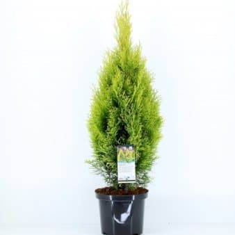 Se Almindelig Thuja &