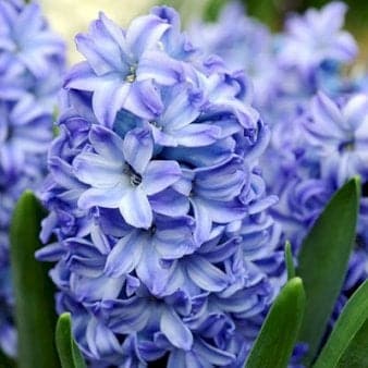 Se Hyacinth 'Aqua' » Kæmpe udvalg i Plantetorvet » Hurtig levering: 1 - 2 Hverdage samt billig fragt - Varenummer: PTT-81105 og barcode / Ean: på lager - Udsalg på Blomsterløg > Hyacinther Spar op til 63% - Over 1122 kendte brands på udsalg