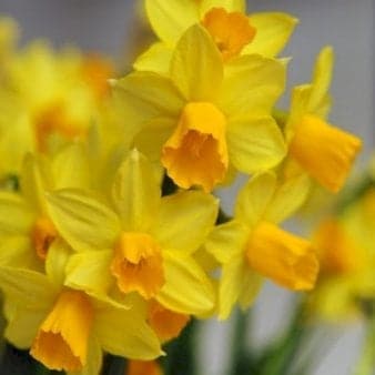 Se Miniature Narcis &