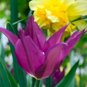 Se Tulipan 'Purple Dream' » Kæmpe udvalg i Plantetorvet » Hurtig levering: 1 - 2 Hverdage samt billig fragt - Varenummer: PTT-81172 og barcode / Ean: på lager - Udsalg på Blomsterløg > Tulipaner Spar op til 54% - Over 1122 kendte brands på udsalg