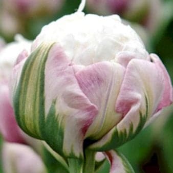 Se Tulipan 'Ice Cream' » Kæmpe udvalg i Plantetorvet » Hurtig levering: 1 - 2 Hverdage samt billig fragt - Varenummer: PTT-81235 og barcode / Ean: på lager - Udsalg på Blomsterløg > Tulipaner Spar op til 66% - Over 1122 kendte brands på udsalg