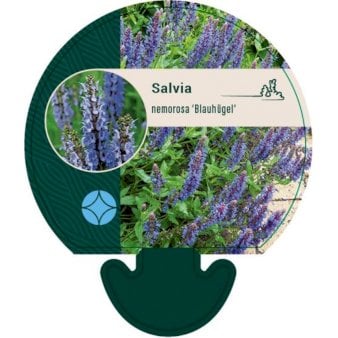 Se Staude-Salvie 'Blauhügel' ❤ Stort online udvalg i Plantetorvet ❤ Hurtig levering: 1 - 2 Hverdage samt billig fragt - Varenummer: PTT-92605 og barcode / Ean: på lager - Udsalg på Stauder > Salvie Spar op til 55% - Over 412 kendte brands på udsalg