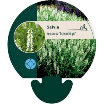Se Staude-Salvie &