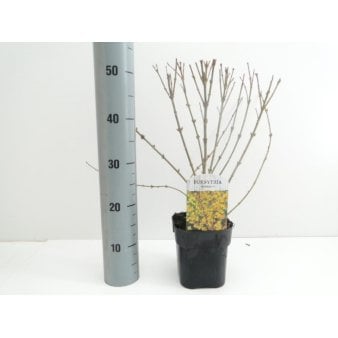 Se 6 stk. Forsythia 'Minigold' ❤ Stort online udvalg i Plantetorvet ❤ Hurtig levering: 1 - 2 Hverdage samt billig fragt - Varenummer: PTT-92821 og barcode / Ean: på lager - Udsalg på Prydbuske > Forsythia Spar op til 63% - Over 412 kendte brands på udsalg