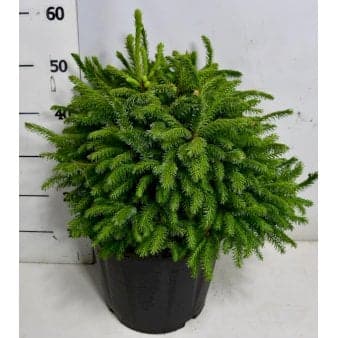 Se Omorikagran 'Nana' Potte 12 liter,- 30-40 cm. ❤ Kæmpe udvalg i Plantetorvet ❤ Hurtig levering: 1 - 2 Hverdage samt billig fragt - Varenummer: PTT-90543 og barcode / Ean: på lager - Udsalg på Nåletræer > Grantræer Spar op til 55% - Over 1160 kendte mærker på udsalg