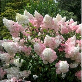 Se Syrén-Hortensia 'Vanille Fraise' 5 Liter potte ❤ Kæmpe udvalg i Plantetorvet ❤ Hurtig levering: 1 - 2 Hverdage samt billig fragt - Varenummer: PTT-98452 og barcode / Ean: på lager - Udsalg på Prydbuske > Hortensia Spar op til 51% - Over 785 kendte brands på udsalg
