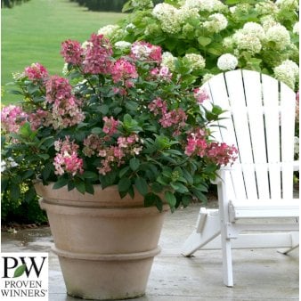 Se Kompakt Syrén-Hortensia 'Little Quick Fire' Potte 3,0 liter,- 25-30 cm. ❤ Stort online udvalg i Plantetorvet ❤ Hurtig levering: 1 - 2 Hverdage samt billig fragt - Varenummer: PTT-87010 og barcode / Ean: på lager - Udsalg på Prydbuske > Hortensia Spar op til 63% - Over 454 kendte brands på udsalg