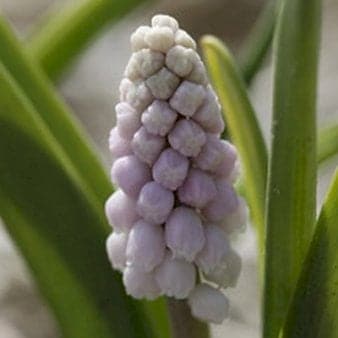 Se Perlehyacint 'Pink Sunrise' » Kæmpe udvalg i Plantetorvet » Hurtig levering: 1 - 2 Hverdage samt billig fragt - Varenummer: PTT-86602 og barcode / Ean: på lager - Udsalg på Blomsterløg > Perlehyacinter Spar op til 61% - Over 1124 kendte brands på udsalg
