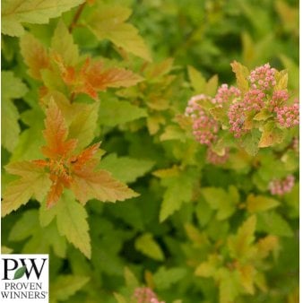 Se Blærespiræa Potte 3,0 liter,- 40-60 cm. ❤ Stort online udvalg i Plantetorvet ❤ Hurtig levering: 1 - 2 Hverdage samt billig fragt - Varenummer: PTT-87012 og barcode / Ean: på lager - Udsalg på Prydbuske > Blærespiræa Spar op til 62% - Over 454 kendte brands på udsalg