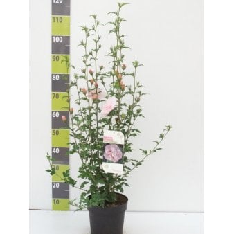 Se Syrisk Rose Potte 4,0 liter,- 50-60 cm. ❤ Stort online udvalg i Plantetorvet ❤ Hurtig levering: 1 - 2 Hverdage samt billig fragt - Varenummer: PTT-96032 og barcode / Ean: på lager - Udsalg på Prydbuske > Syrisk Rose Spar op til 58% - Over 360 kendte mærker på udsalg