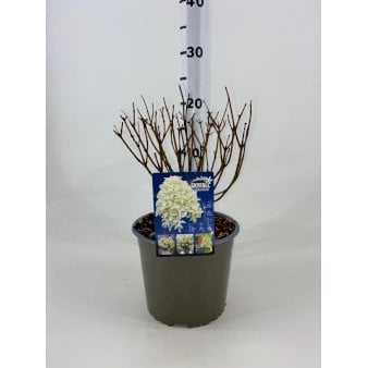 Se Syrénhortensia 'Skyfall' Potte 3,0 Liter, 20-30 cm. ❤ Stort online udvalg i Plantetorvet ❤ Hurtig levering: 1 - 2 Hverdage samt billig fragt - Varenummer: PTT-92818 og barcode / Ean: på lager - Udsalg på Prydbuske > Hortensia Spar op til 64% - Over 412 kendte brands på udsalg