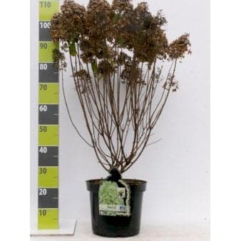 Se Syrénhortensia 'Skyfall' Potte 12 liter,- 80-100 cm. » Kæmpe udvalg i Plantetorvet » Hurtig levering: 1 - 2 Hverdage samt billig fragt - Varenummer: PTT-96405 og barcode / Ean: på lager - Udsalg på Prydbuske > Hortensia Spar op til 64% - Over 1150 kendte brands på udsalg