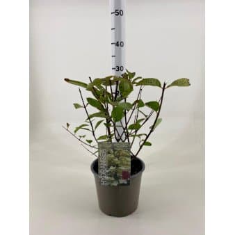 Se Syrén-hortensia 'Wims Red' Potte 3,0 liter,- 25-30 cm. ❤ Stort online udvalg i Plantetorvet ❤ Hurtig levering: 1 - 2 Hverdage samt billig fragt - Varenummer: PTT-90822 og barcode / Ean: på lager - Udsalg på Prydbuske > Hortensia Spar op til 61% - Over 785 kendte brands på udsalg