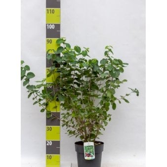 Dunet Gedeblad Potte 4,0 liter,- 50-60 cm.