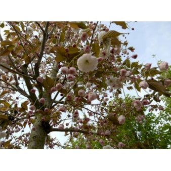 Se Japansk kirsebær 'Fugenzo' Potte 10 liter 200-250 cm. ❤ Stort online udvalg i Plantetorvet ❤ Hurtig levering: 1 - 2 Hverdage samt billig fragt - Varenummer: PTT-87318 og barcode / Ean: på lager - Udsalg på Træer > Japansk Kirsebær Spar op til 61% - Over 454 kendte brands på udsalg