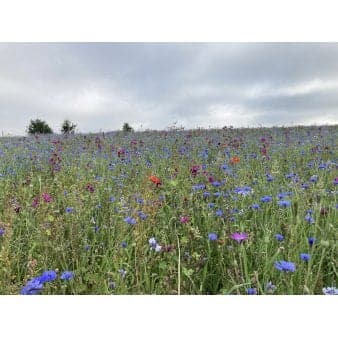 Se Dansk blomsterblanding til fed jord 15-20 m2 ❤ Stort online udvalg i Let it bee ❤ Hurtig levering: 1 - 2 Hverdage samt billig fragt - Varenummer: PTT-87168 og barcode / Ean: på lager - Udsalg på Vildfrø > Let it Bee Spar op til 63% - Over 785 kendte brands på udsalg