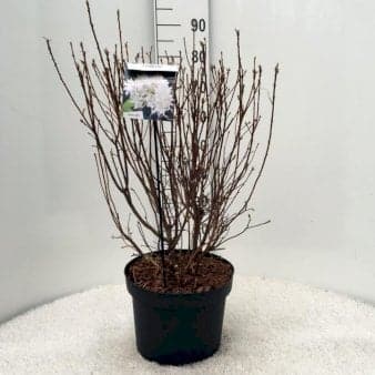 Se Rhododendron viscosum ❤ Stort online udvalg i Plantetorvet ❤ Hurtig levering: 1 - 2 Hverdage samt billig fragt - Varenummer: PTT-63835 og barcode / Ean: på lager - Udsalg på Rhododendron > Azalea Spar op til 59% - Over 322 kendte brands på udsalg