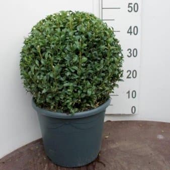 Se Kuglebuksbom Potte 10 liter 30-40 cm. diameter ❤ Stort online udvalg i Plantetorvet ❤ Hurtig levering: 1 - 2 Hverdage samt billig fragt - Varenummer: PTT-79916 og barcode / Ean: på lager - Udsalg på Formklippede > Buksbom Spar op til 51% - Over 350 kendte brands på udsalg