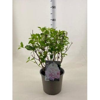 Se Syrén-Hortensia 'Magical Andes'Â® ❤ Stort online udvalg i Plantetorvet ❤ Hurtig levering: 1 - 2 Hverdage samt billig fragt - Varenummer: PTT-90818 og barcode / Ean: på lager - Udsalg på Prydbuske > Hortensia Spar op til 65% - Over 785 kendte brands på udsalg