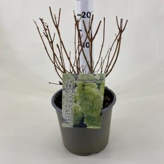 Se Syrén-Hortensia 'Magical Candle' ✔ Kæmpe udvalg i Plantetorvet ✔ Hurtig levering: 1 - 2 Hverdage samt billig fragt - Varenummer: PTT-97540 og barcode / Ean: på lager - Udsalg på Prydbuske > Hortensia Spar op til 65% - Over 1354 design brands på udsalg
