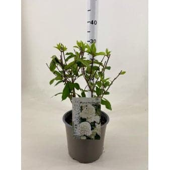 Se Syrén-Hortensia 'Magical Mont Blanc' ❤ Stort online udvalg i Plantetorvet ❤ Hurtig levering: 1 - 2 Hverdage samt billig fragt - Varenummer: PTT-90819 og barcode / Ean: på lager - Udsalg på Prydbuske > Hortensia Spar op til 64% - Over 785 kendte brands på udsalg