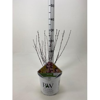 Se Blærespiræa 'Tiny Wine' ❤ Stort online udvalg i Plantetorvet ❤ Hurtig levering: 1 - 2 Hverdage samt billig fragt - Varenummer: PTT-87562 og barcode / Ean: på lager - Udsalg på Prydbuske > Blærespiræa Spar op til 56% - Over 424 kendte brands på udsalg