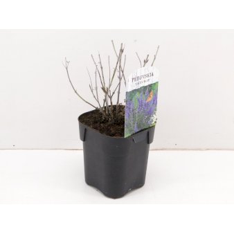 Se 6 stk. Russisk Salvie 'Lacey Blue' ❤ Stort online udvalg i Plantetorvet ❤ Hurtig levering: 1 - 2 Hverdage samt billig fragt - Varenummer: PTT-87572 og barcode / Ean: på lager - Udsalg på Prydbuske > Russisk Salvie Spar op til 65% - Over 424 kendte brands på udsalg