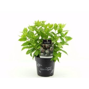 Se Syrén-Hortensia 'Tickled Pink' ❤ Stort online udvalg i Plantetorvet ❤ Hurtig levering: 1 - 2 Hverdage samt billig fragt - Varenummer: PTT-95411 og barcode / Ean: på lager - Udsalg på Prydbuske > Hortensia Spar op til 57% - Over 350 kendte brands på udsalg