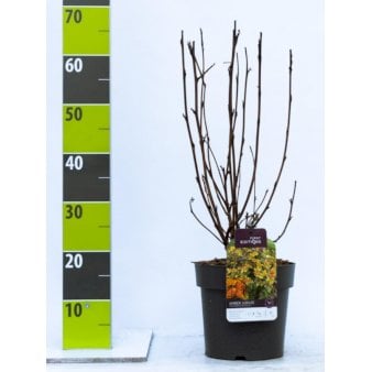 Se Blærespiræa 'Amber Jubilee' ❤ Stort online udvalg i Plantetorvet ❤ Hurtig levering: 1 - 2 Hverdage samt billig fragt - Varenummer: PTT-96082 og barcode / Ean: på lager - Udsalg på Prydbuske > Blærespiræa Spar op til 57% - Over 360 kendte mærker på udsalg