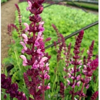 Se Staude-Salvie 'Deep Rose' 1 liter ✔ Kæmpe udvalg i Plantetorvet ✔ Hurtig levering: 1 - 2 Hverdage samt billig fragt - Varenummer: PTT-87612 og barcode / Ean: på lager - Udsalg på Stauder > Salvie Spar op til 61% - Over 1354 design brands på udsalg