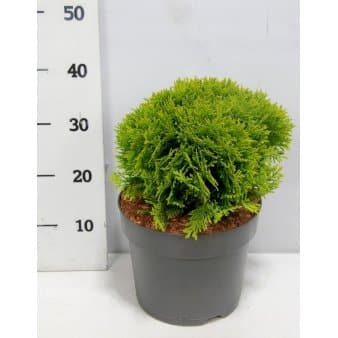 Se Almindelig Thuja &