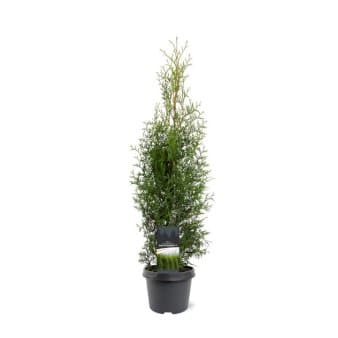 Se Almindelig Thuja &