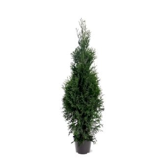 Almindelig Thuja &