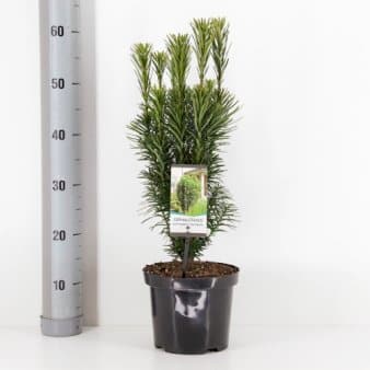 Se Blommebladet Taks 'Fastigiata' ❤ Stort online udvalg i Plantetorvet ❤ Hurtig levering: 1 - 2 Hverdage samt billig fragt - Varenummer: PTT-65104 og barcode / Ean: på lager - Udsalg på Nåletræer > Blommetaks Spar op til 67% - Over 454 design brands på udsalg
