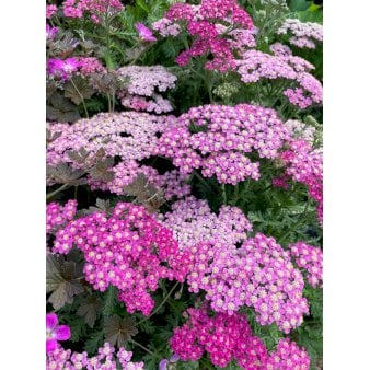 Se Røllike 'Milly Rock Rose' 1 liter potte ❤ Stort online udvalg i Plantetorvet ❤ Hurtig levering: 1 - 2 Hverdage samt billig fragt - Varenummer: PTT-93476 og barcode / Ean: på lager - Udsalg på Stauder > Røllike Spar op til 62% - Over 312 kendte brands på udsalg