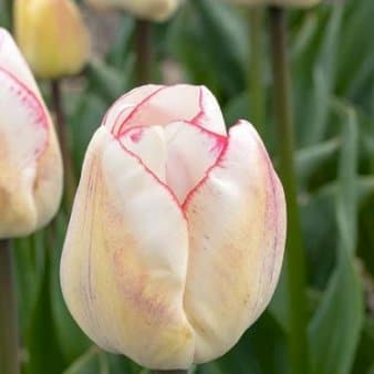 Se Tulipan 'Hugs & Kisses' » Kæmpe udvalg i Plantetorvet » Hurtig levering: 1 - 2 Hverdage samt billig fragt - Varenummer: PTT-88136 og barcode / Ean: på lager - Udsalg på Blomsterløg > Tulipaner Spar op til 53% - Over 1124 kendte brands på udsalg
