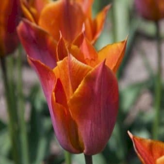 Se Tulipan 'Request' » Kæmpe udvalg i Plantetorvet » Hurtig levering: 1 - 2 Hverdage samt billig fragt - Varenummer: PTT-88143 og barcode / Ean: på lager - Udsalg på Blomsterløg > Tulipaner Spar op til 58% - Over 1112 kendte brands på udsalg