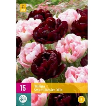 Se Tulipan &