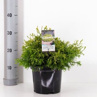 Se Solcypres 'Tsatsumi Gold' ❤ Stort online udvalg i Plantetorvet ❤ Hurtig levering: 1 - 2 Hverdage samt billig fragt - Varenummer: PTT-81496 og barcode / Ean: på lager - Udsalg på Nåletræer > Cypres Spar op til 55% - Over 350 kendte brands på udsalg