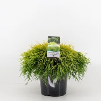 Se Trådcypres 'Filifera Sungold' ❤ Stort online udvalg i Plantetorvet ❤ Hurtig levering: 1 - 2 Hverdage samt billig fragt - Varenummer: PTT-65112 og barcode / Ean: på lager - Udsalg på Nåletræer > Cypres Spar op til 51% - Over 454 design brands på udsalg